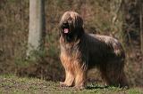 BRIARD 058
